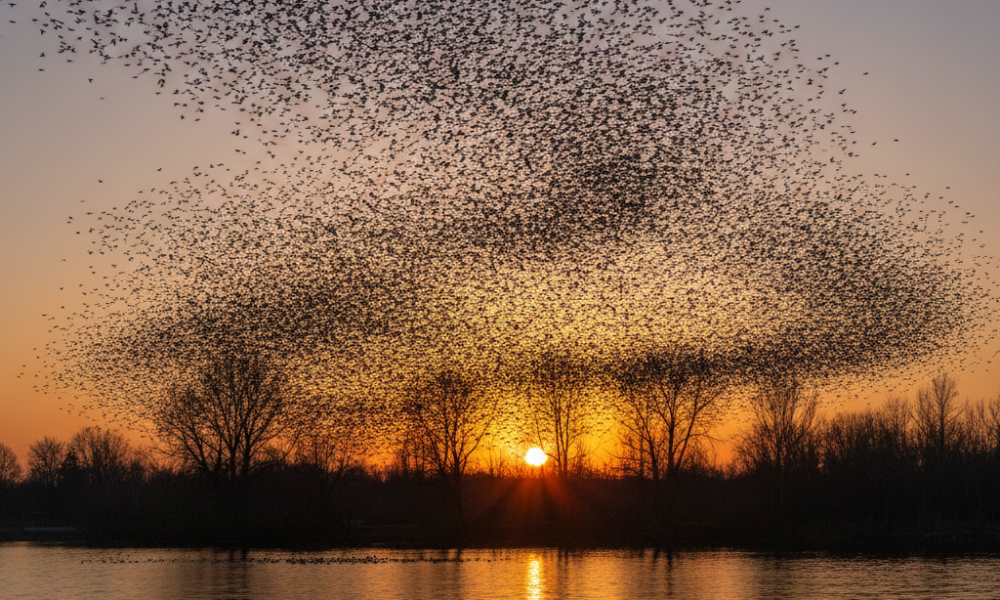 Despertar da revoada